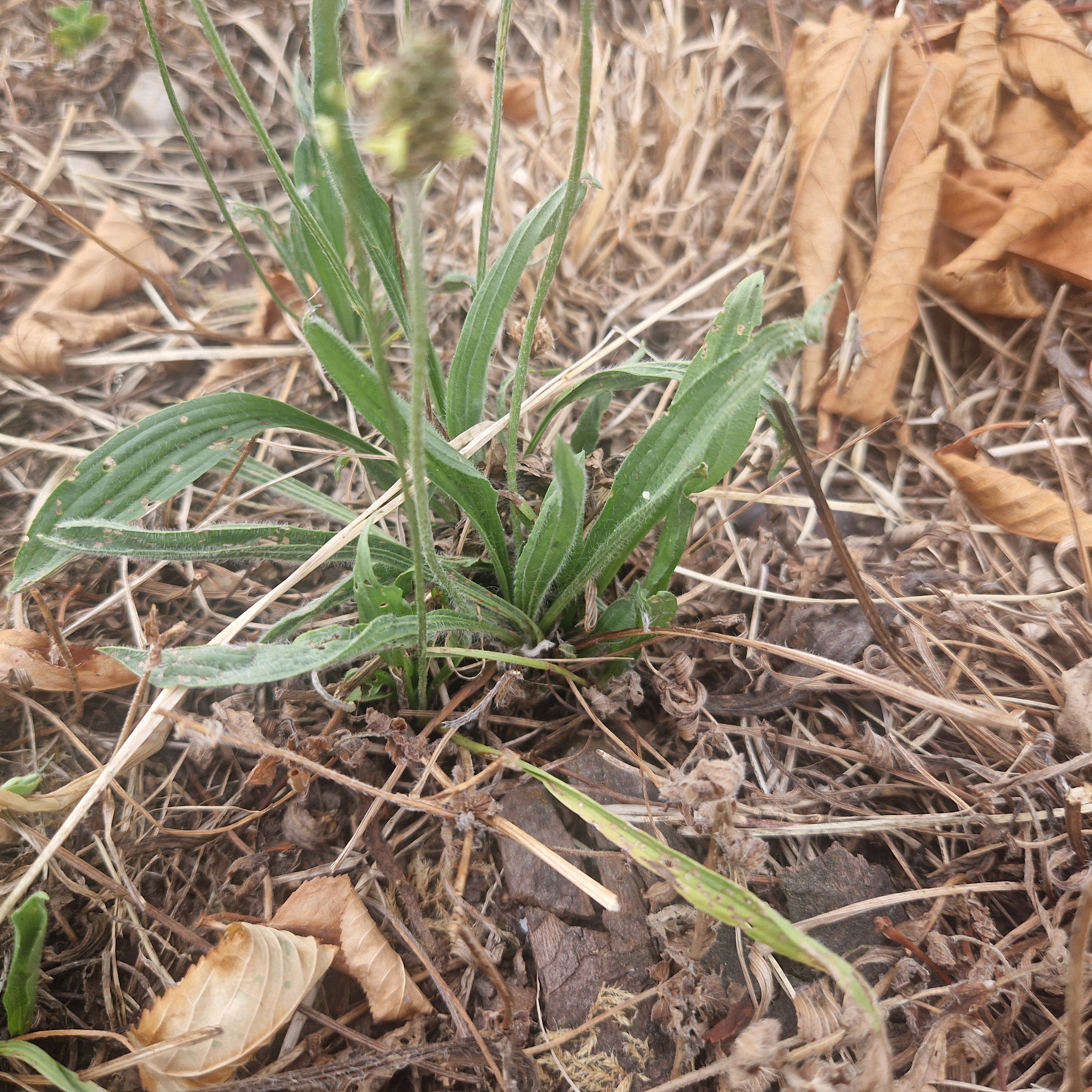 Ribwort plantain